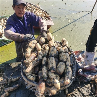 Šviežia visa lotoso šaknis